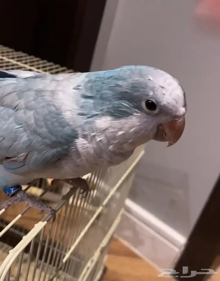 عصفور كويكر ازرق 0