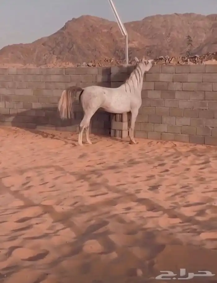 فرس شعبيه 2