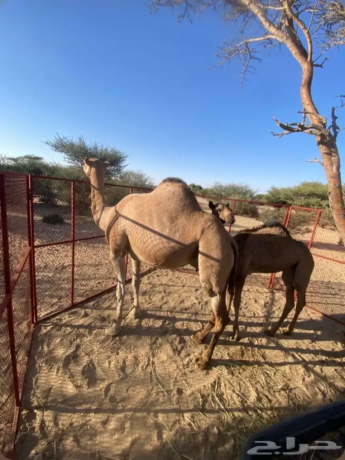 الطائف 3