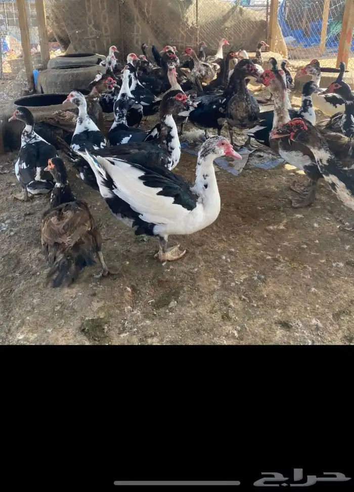 بح بياض 2