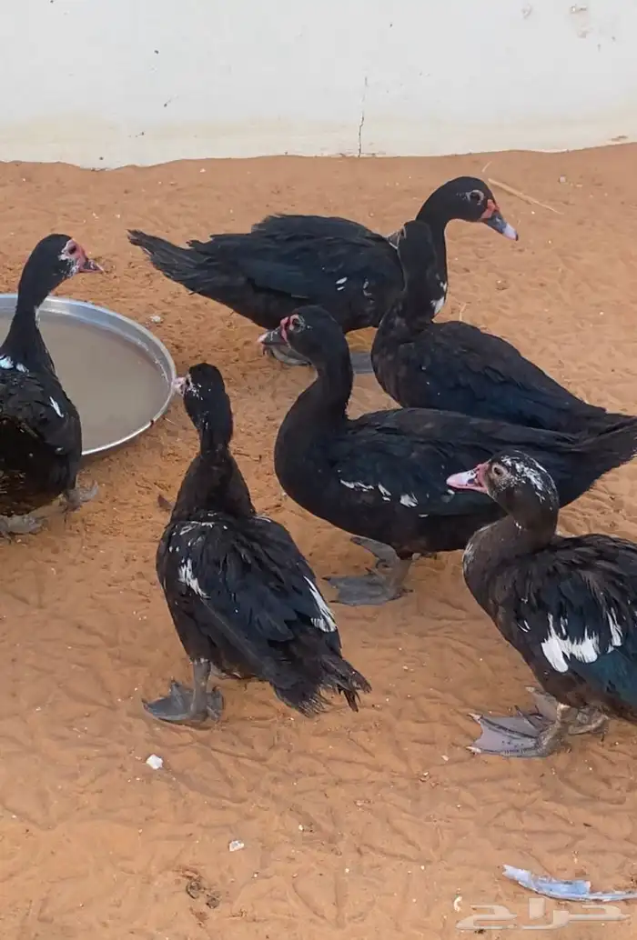للبيع بط مصري 1