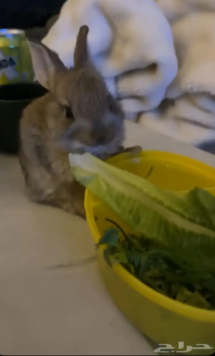 ارانب صغار 1