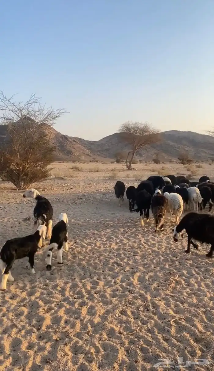 ضان للبيع 2