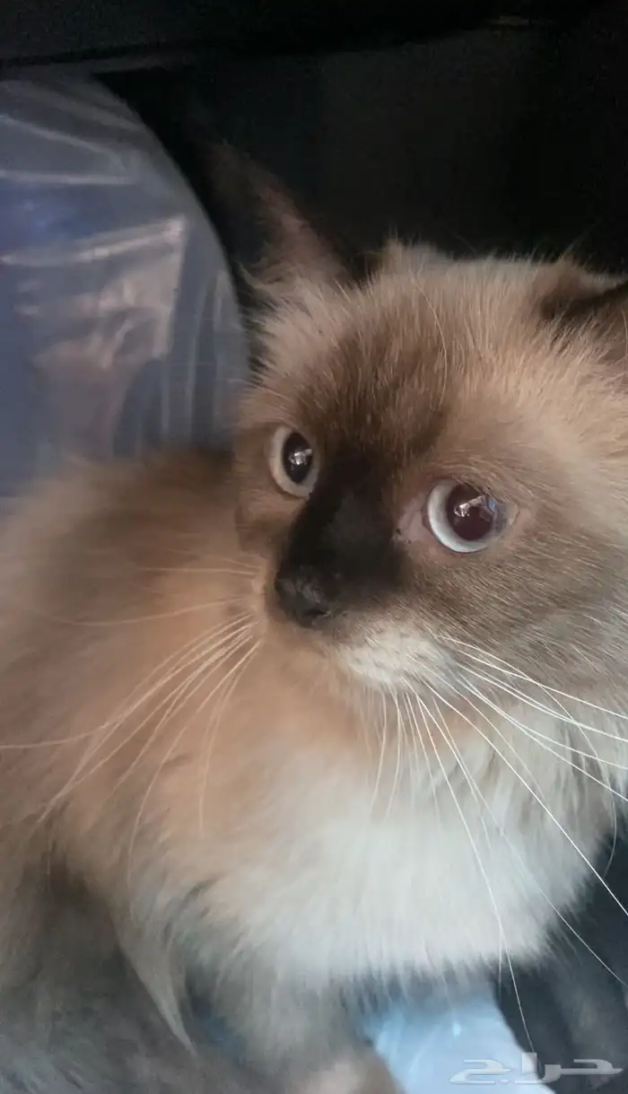 قطه تبني هملايا 0