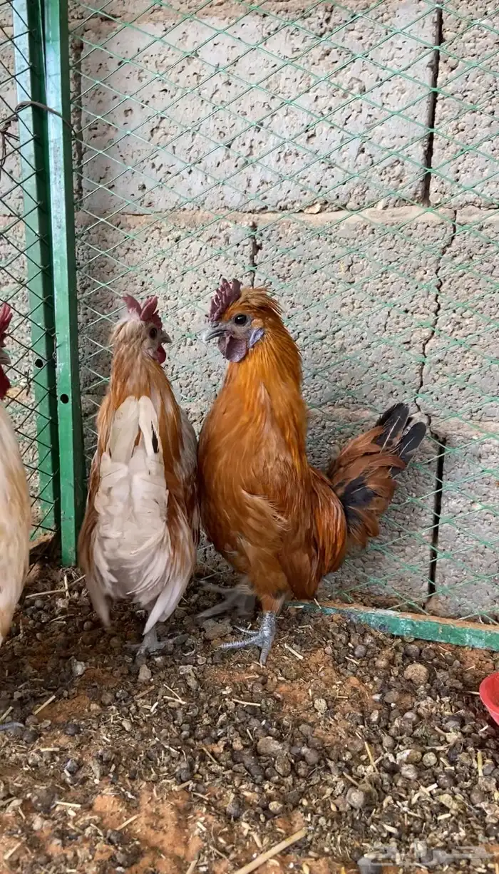 ديوك حباحب 1