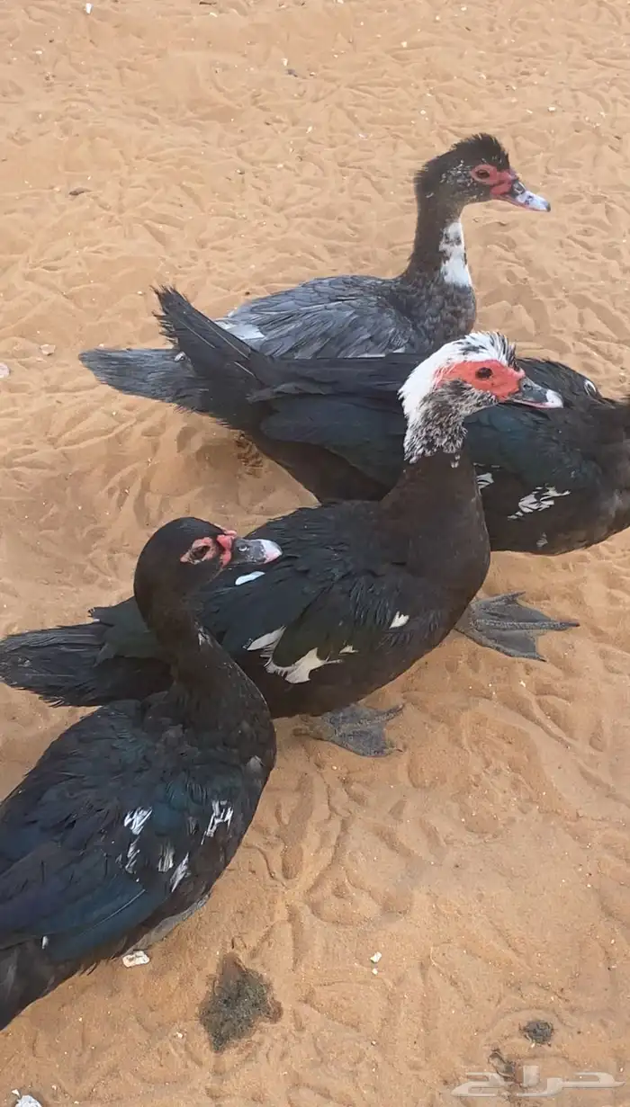 للبيع بط مصري 0