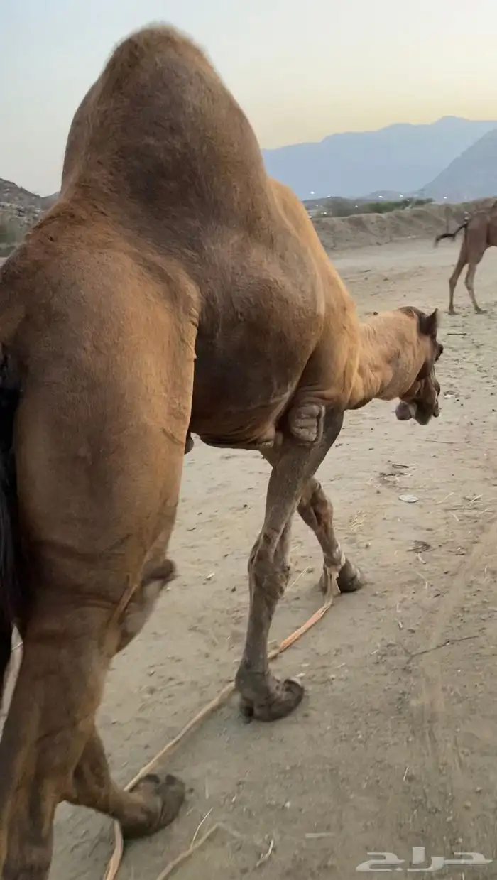 بعير فحل ساحلي 2