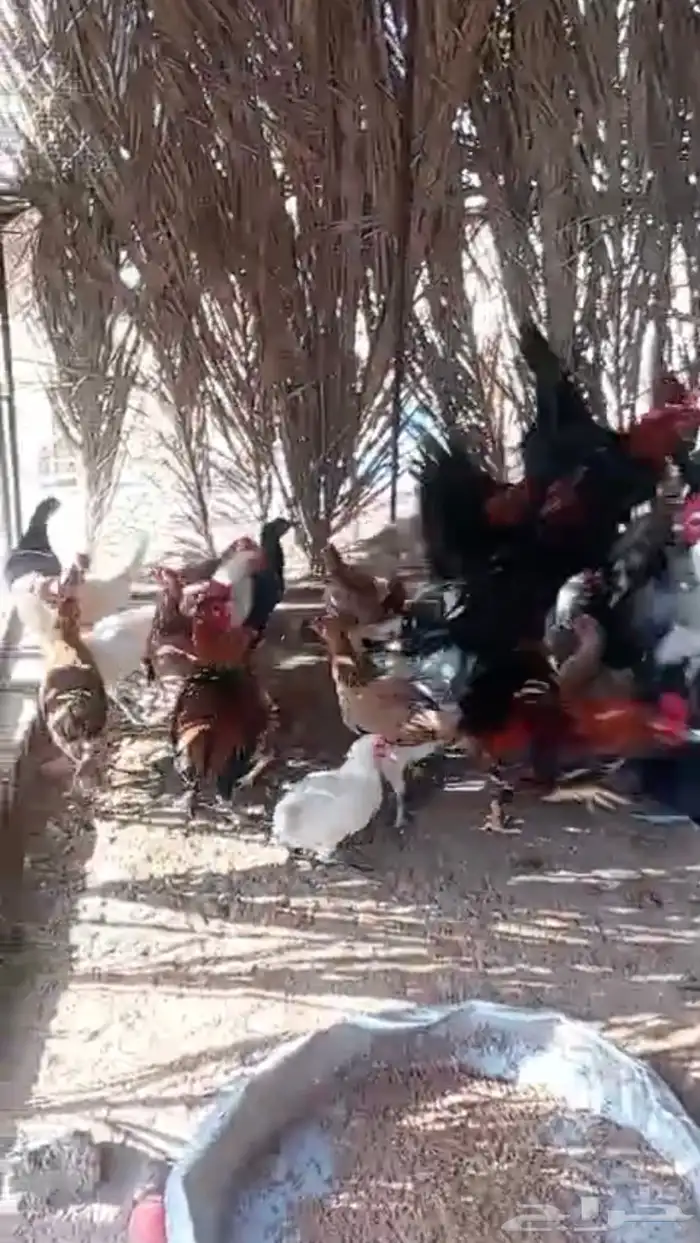 دجاج عربي بياض 0