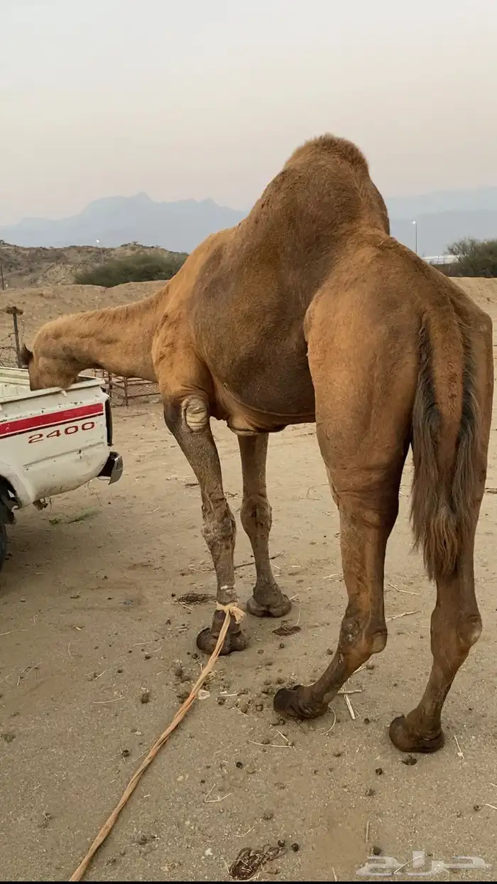 بعير فحل ساحلي 0