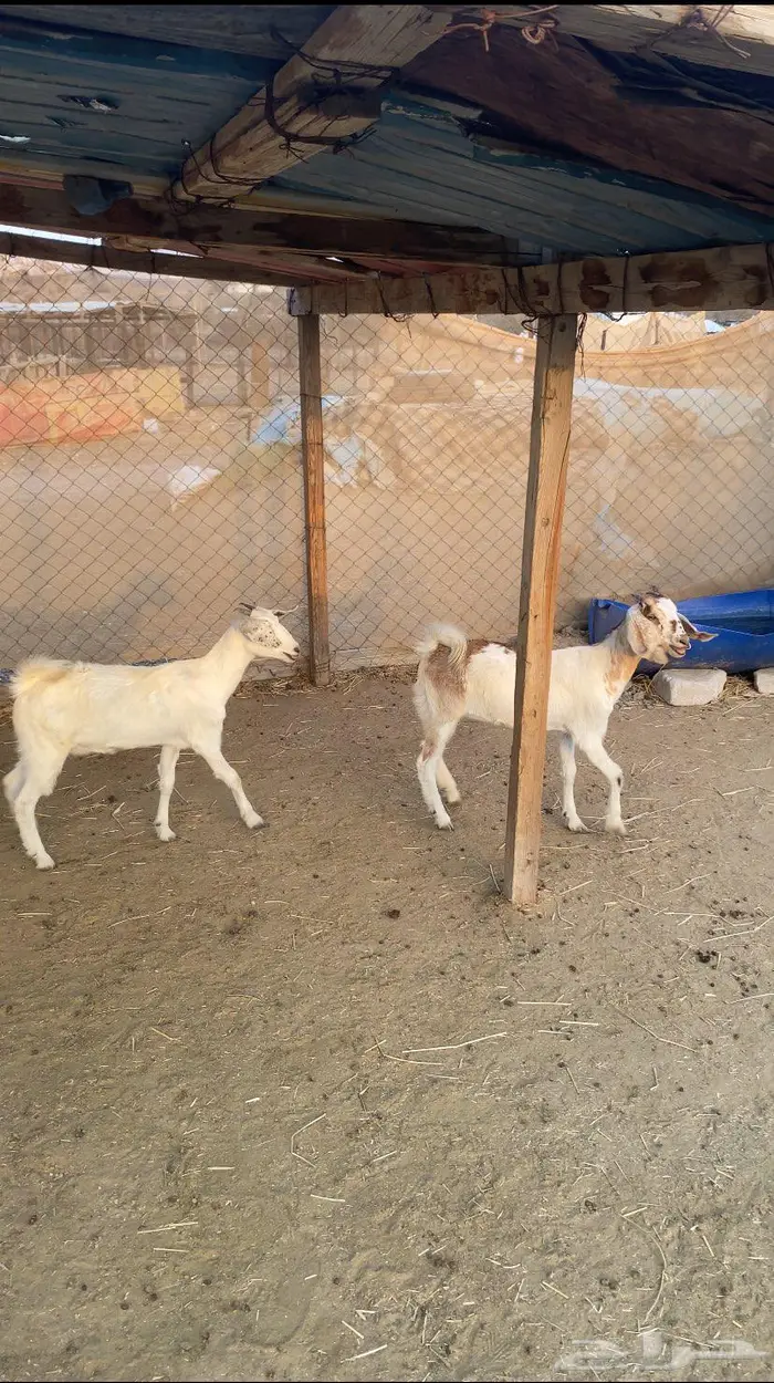 جفار طيبه للذبح 1