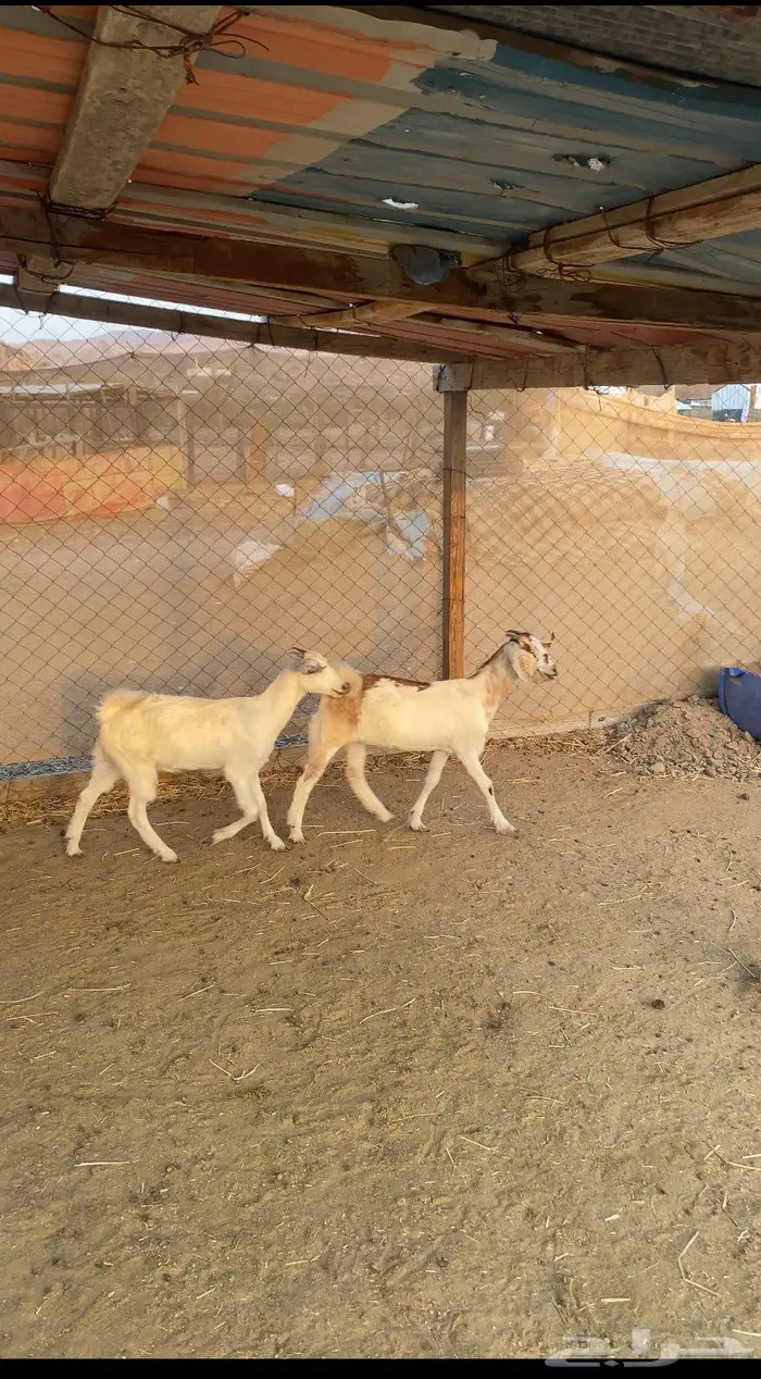 جفار طيبه للذبح 0