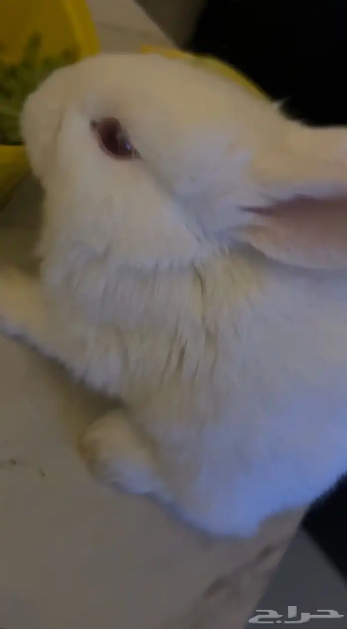 ارانب صغار 0