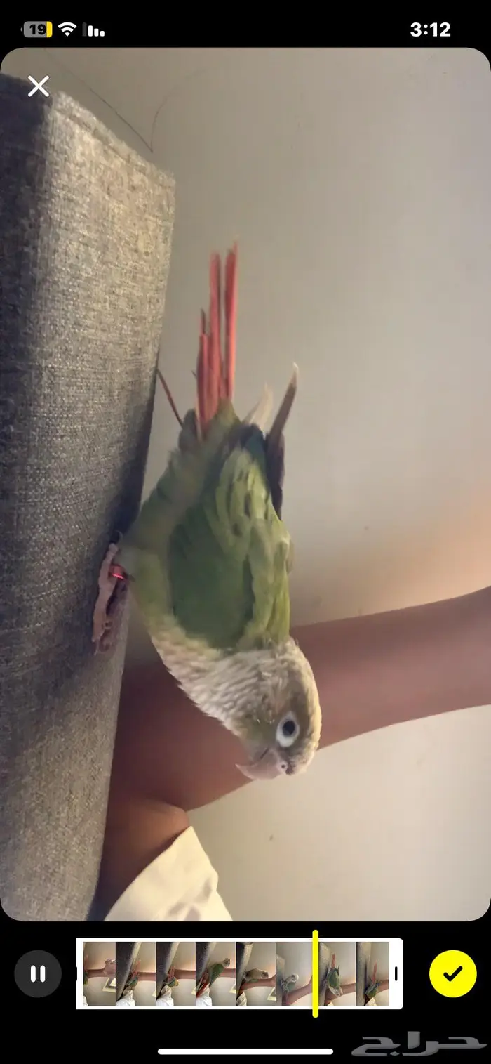 ببغاء كنيور اليف 3