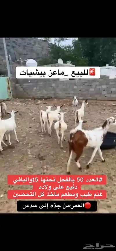 للبيع ماعز index