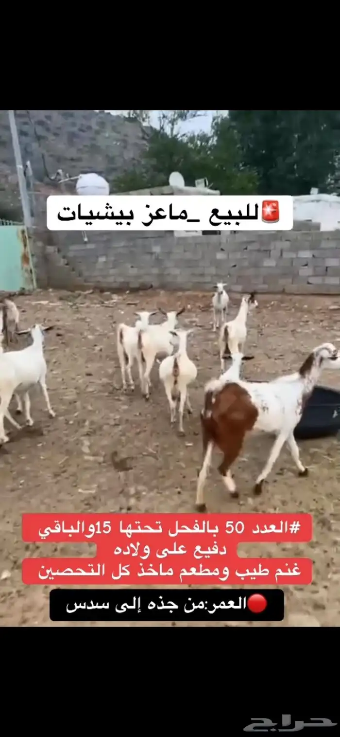 للبيع ماعز 3