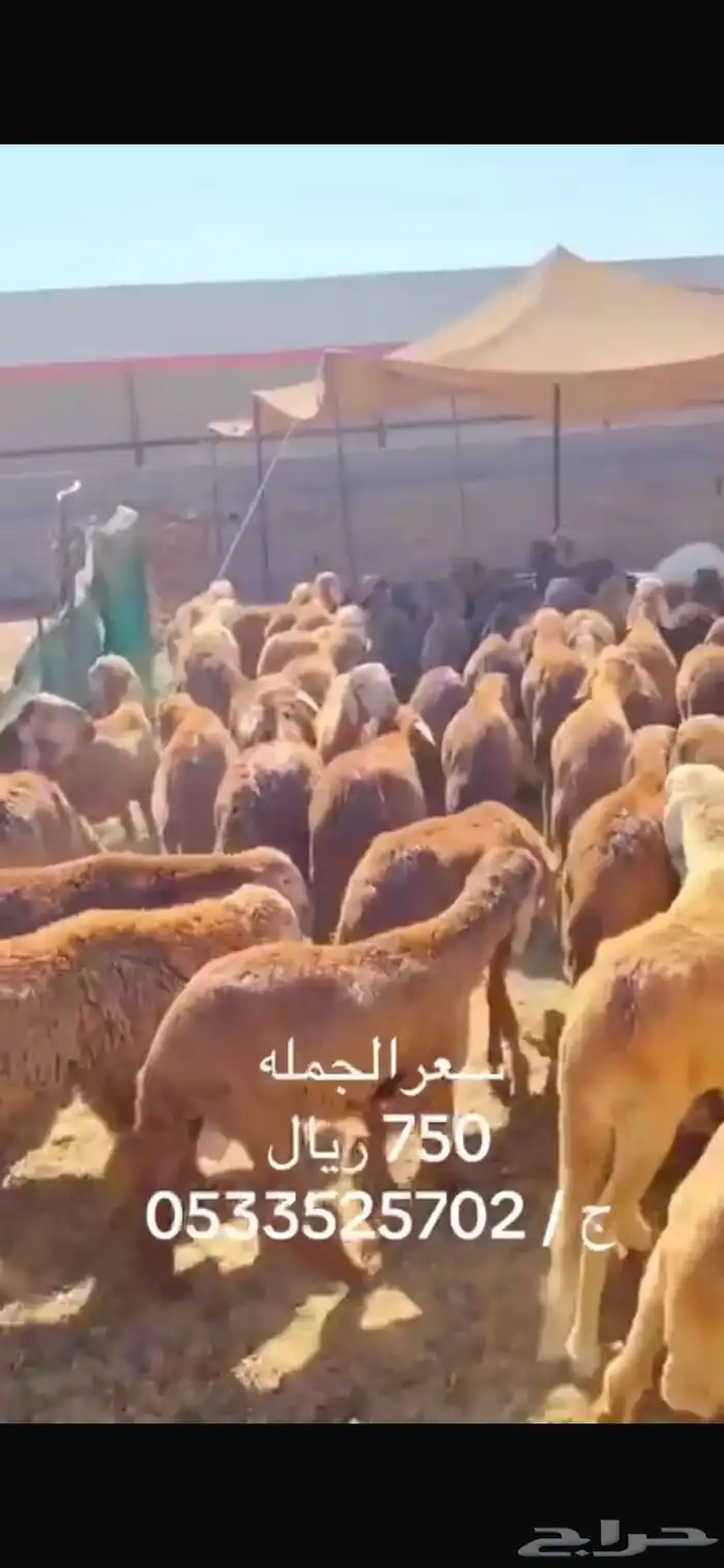بيع جملة غنم 0