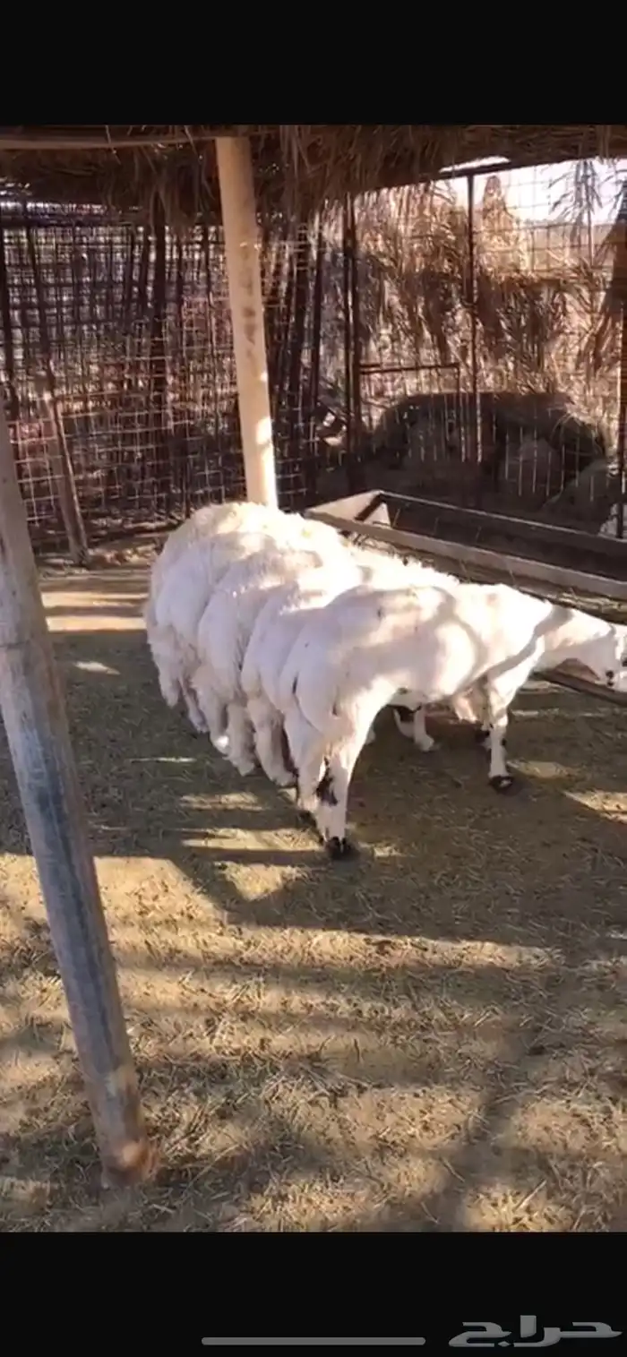 خمسة طليان 2
