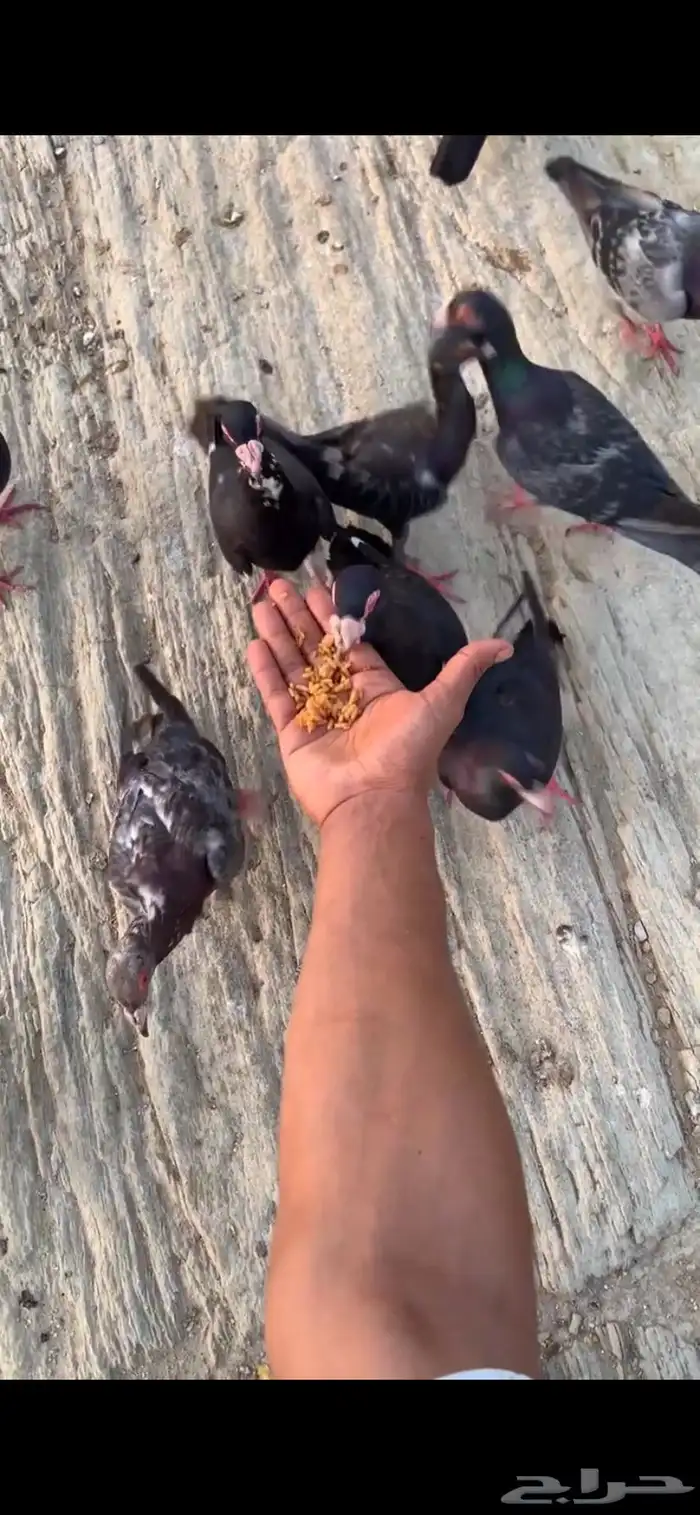 حمام يهودي 5