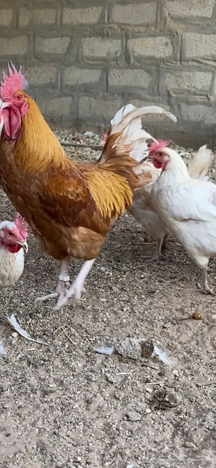 دجاج مهجن لوهمان 0