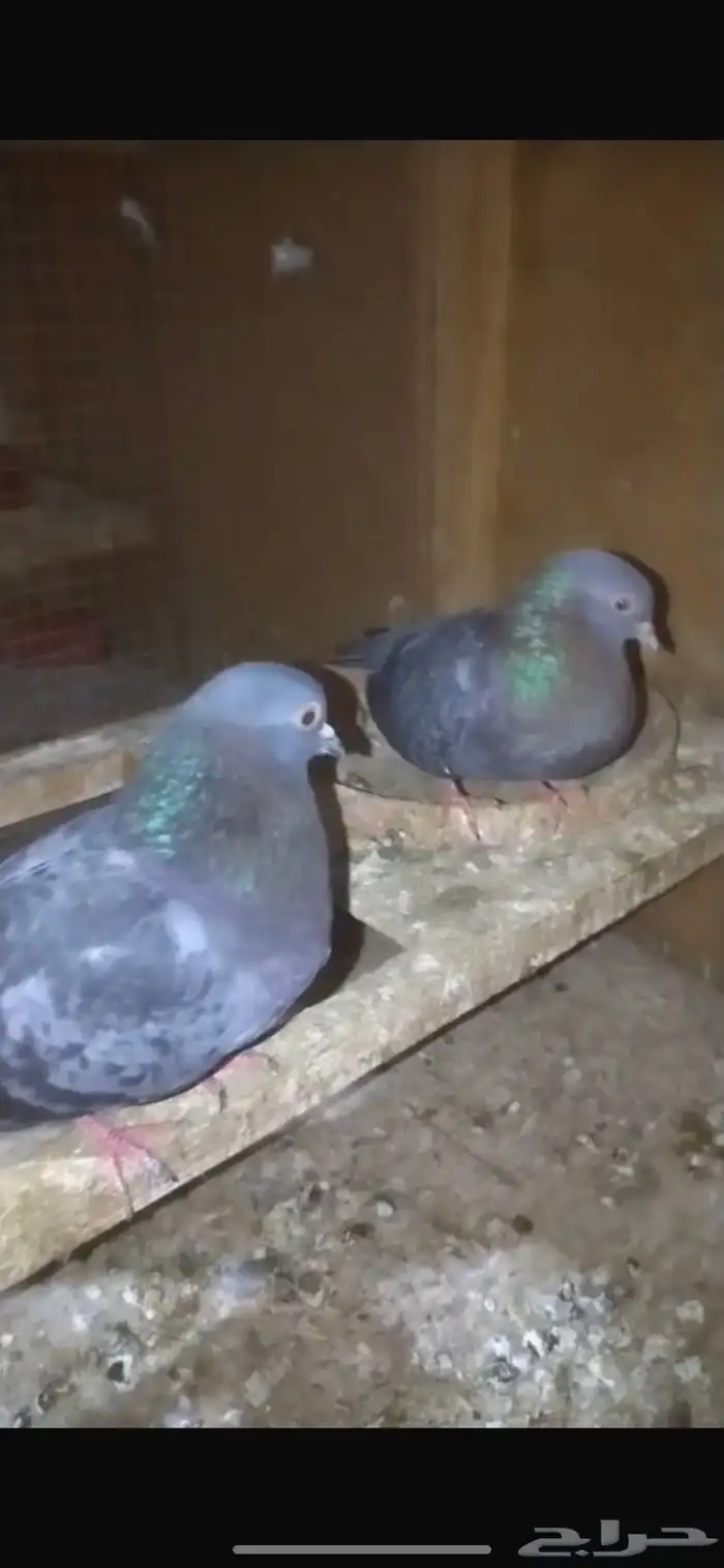 للبيع حمام صنعاوي 0
