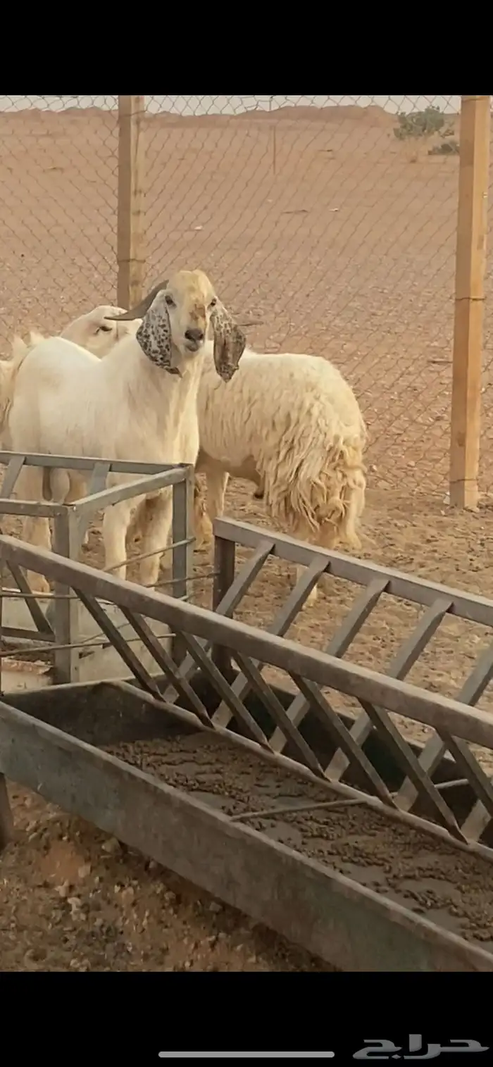 تيس فحل بيشي 5