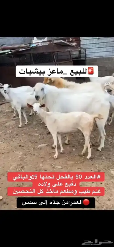 للبيع ماعز index
