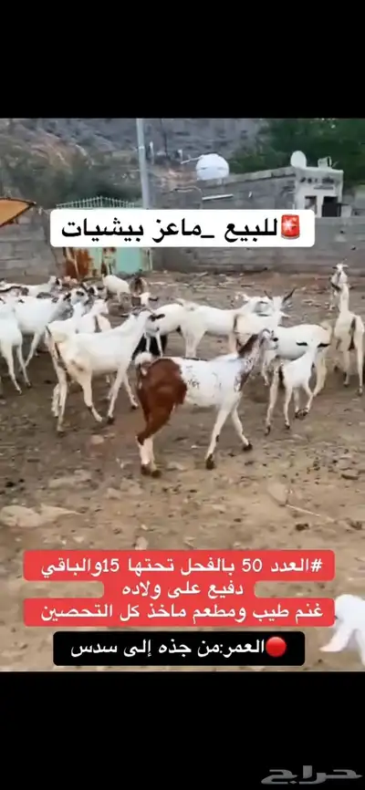 للبيع ماعز index