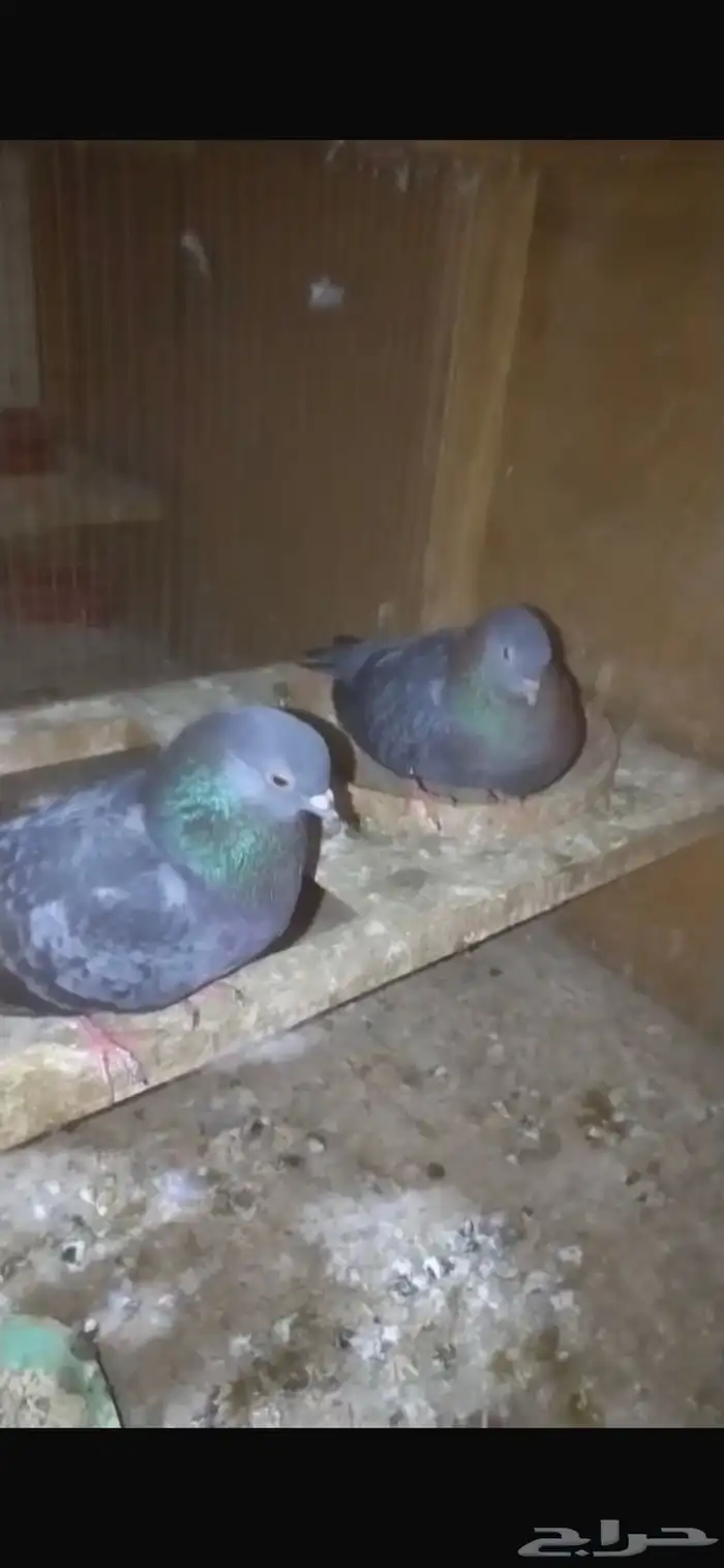 للبيع حمام صنعاوي 2