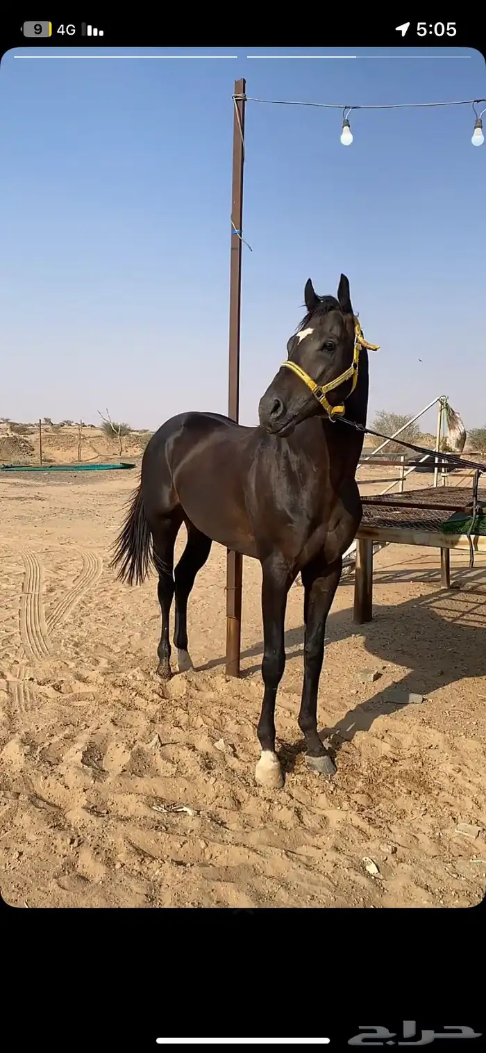 حصان 0