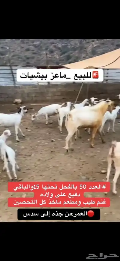 للبيع ماعز index