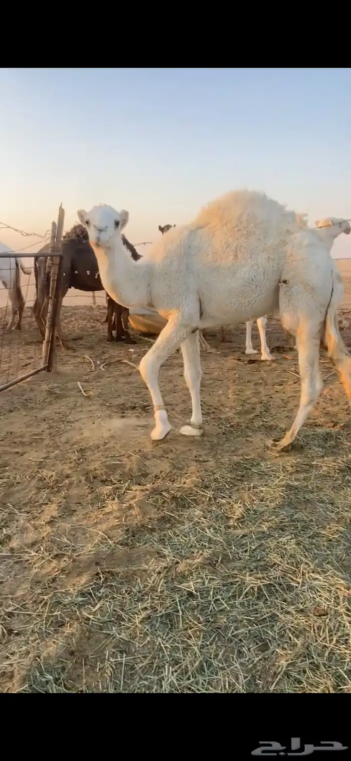 للبيع قعود حق كفو 2