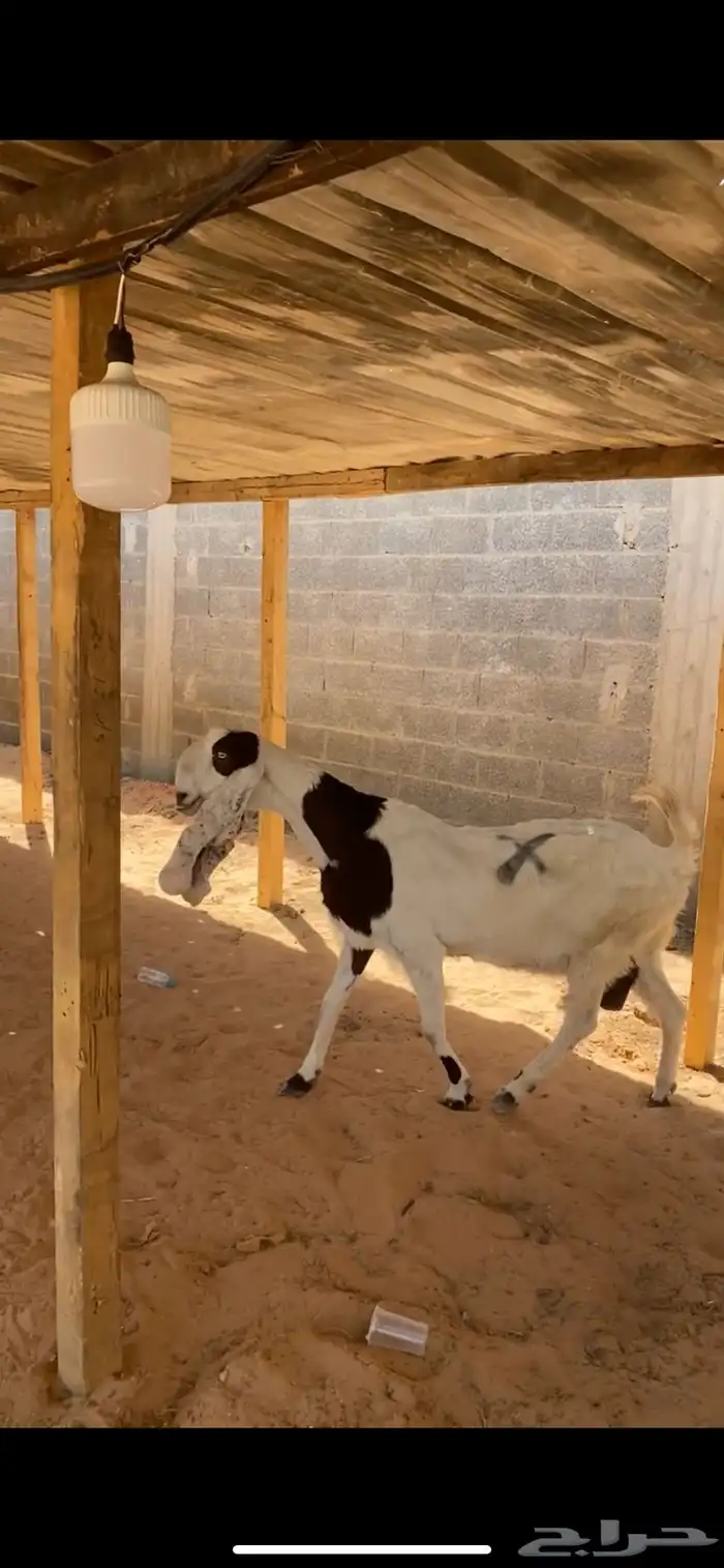 عنز مطوره فاخره 1