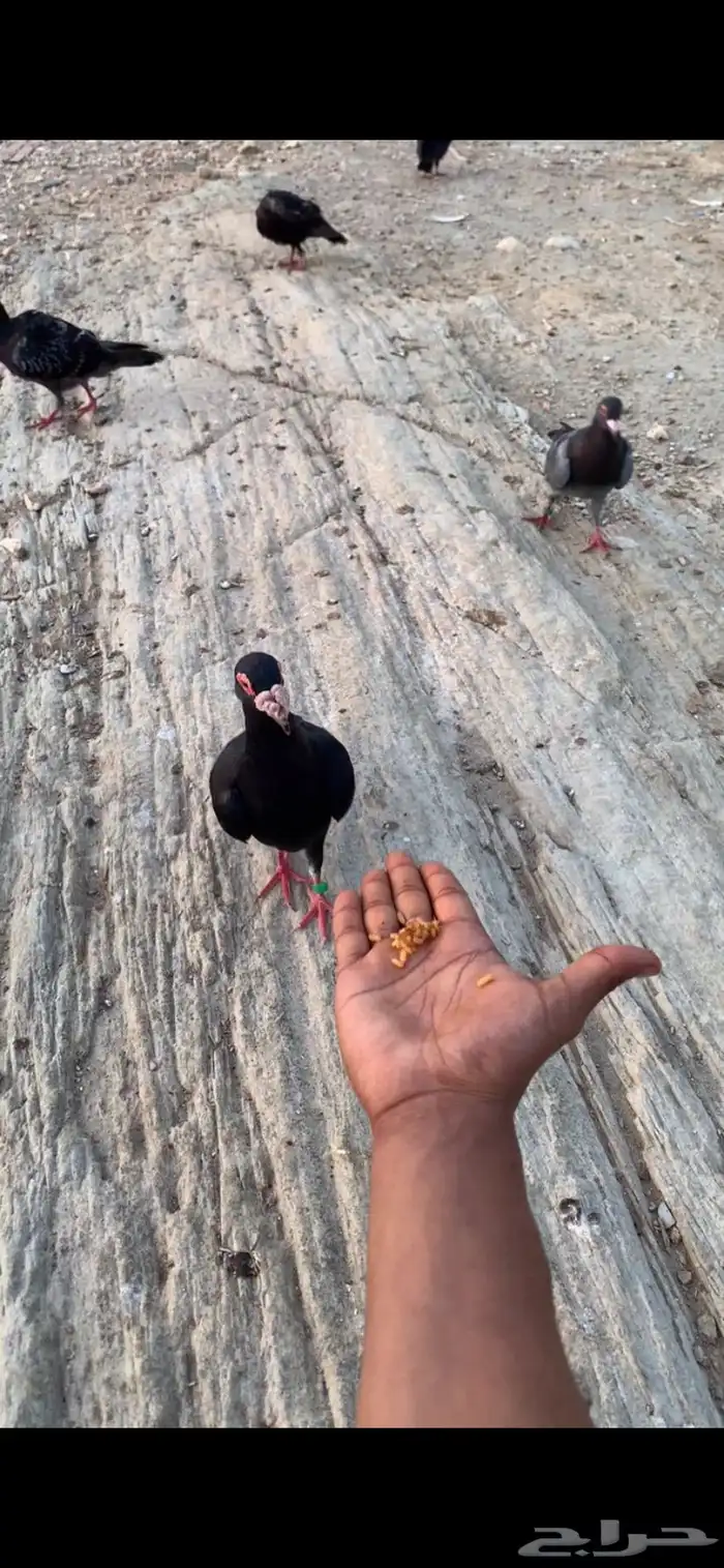 حمام يهودي 0