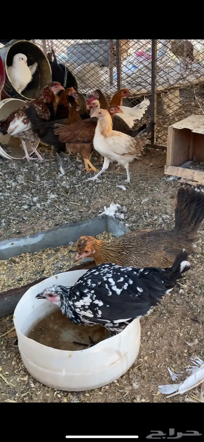 دجاج بلدي 2