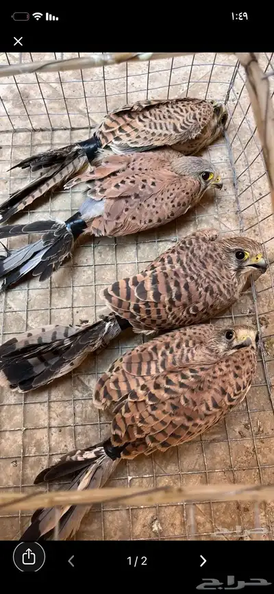 بواشق وحوش index