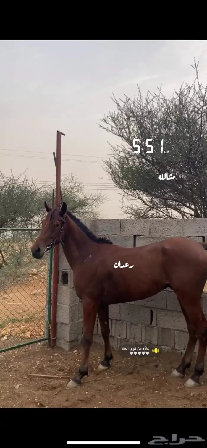 خيل شعبي 0