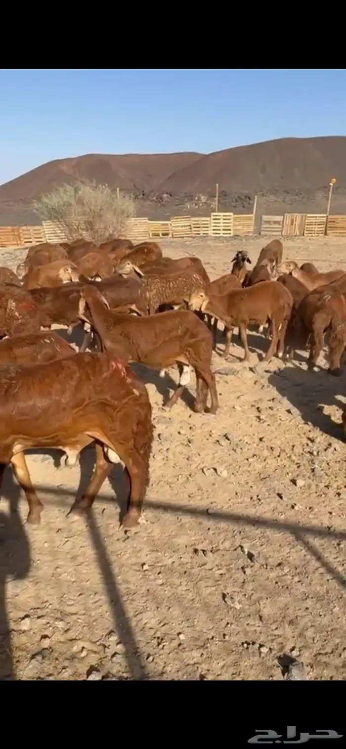 طليان سواكن للبيع 0