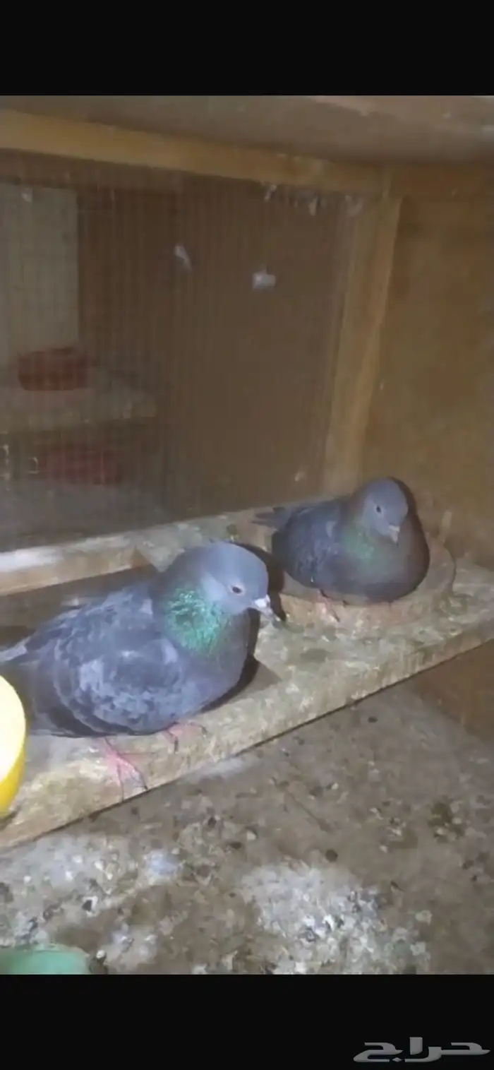 للبيع حمام صنعاوي 1