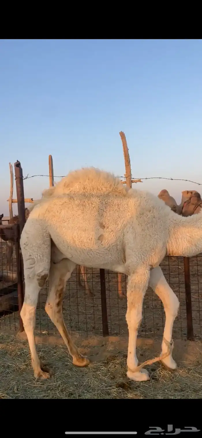 للبيع قعود حق كفو 3