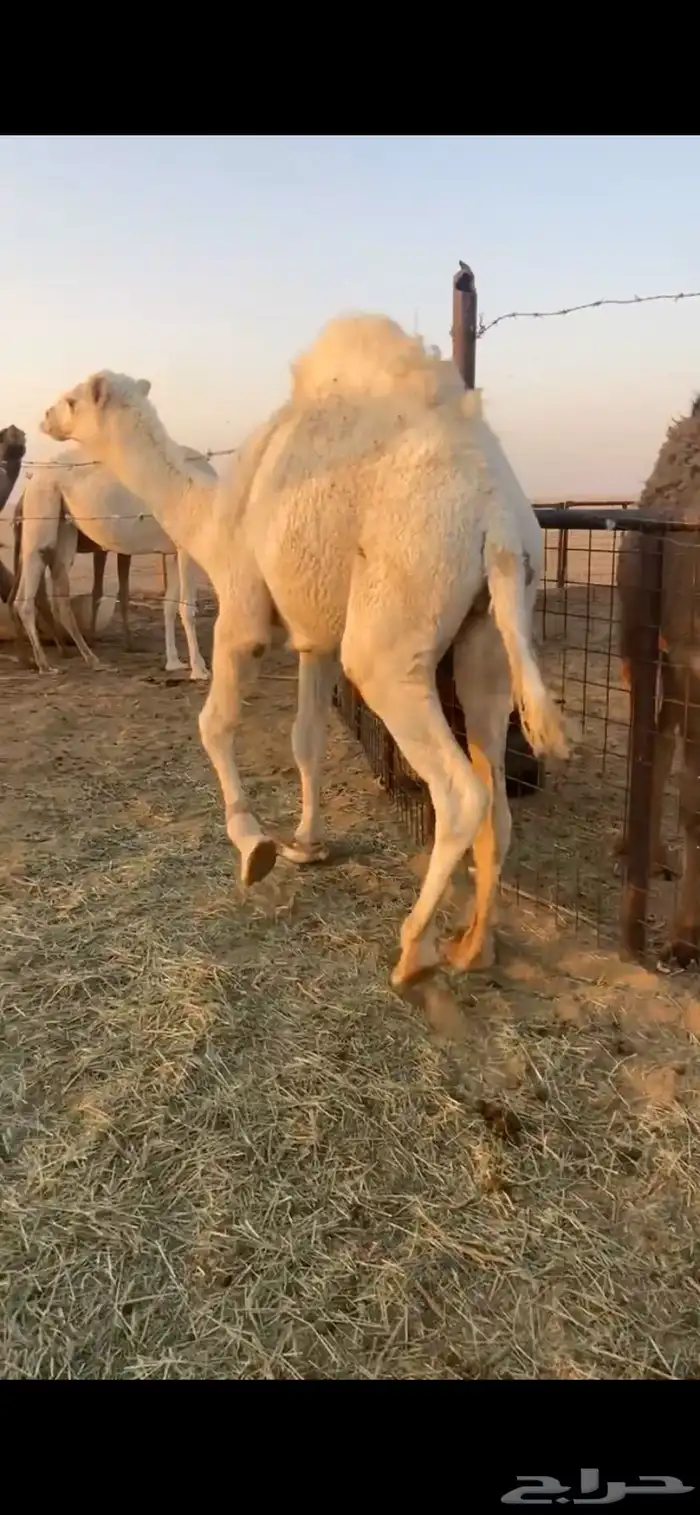 للبيع قعود حق كفو 1