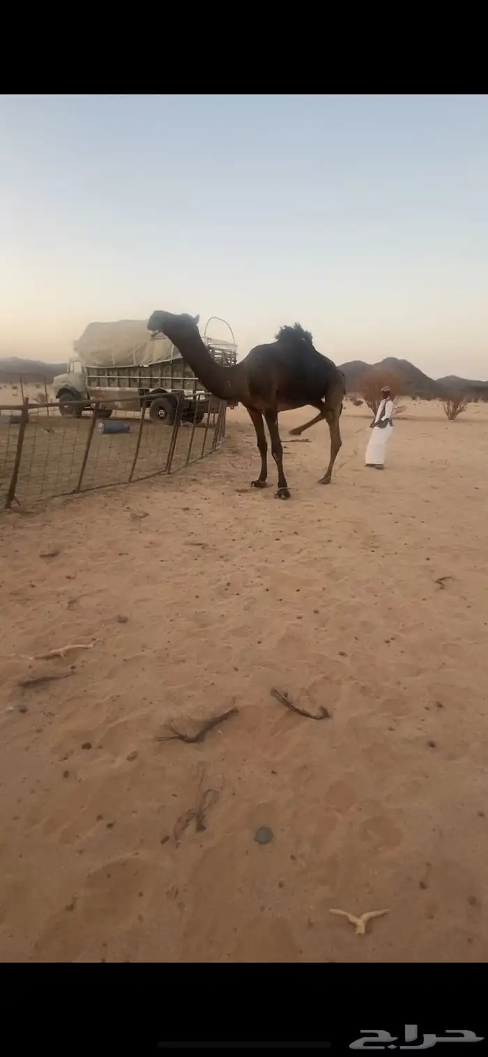 قعود مجهم كفو للبيع 0