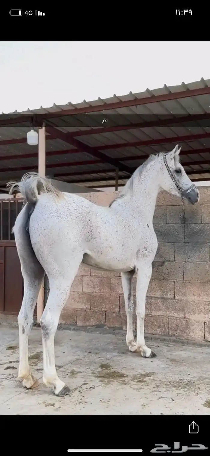 مهر شعبي مستقبل فاخر 3