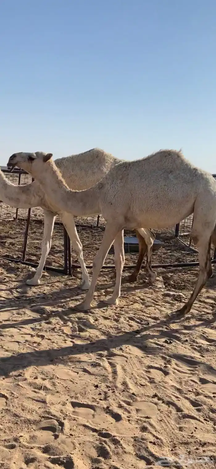 بكره عمرها حقه 0