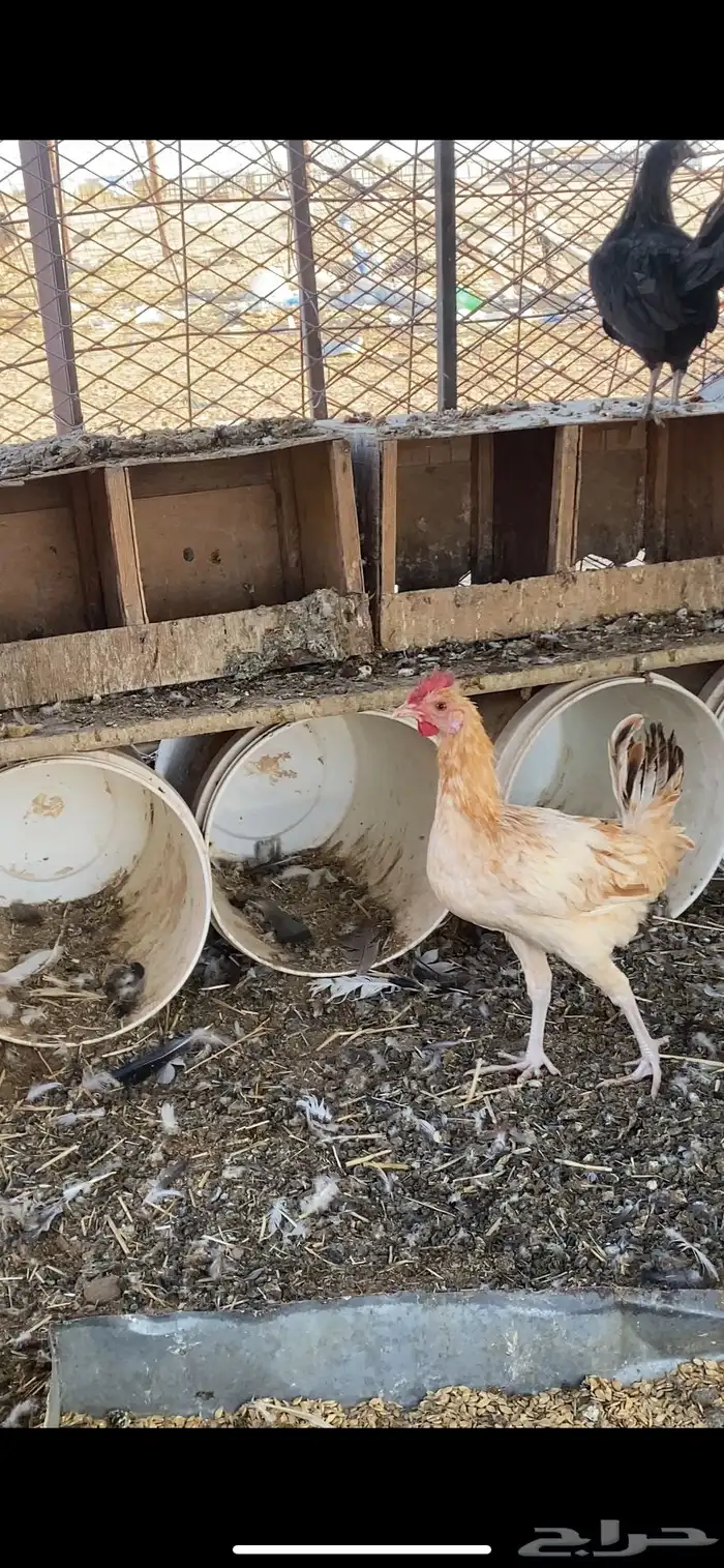 دجاج بلدي 1