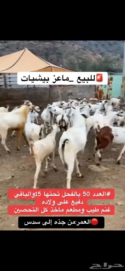 للبيع ماعز index