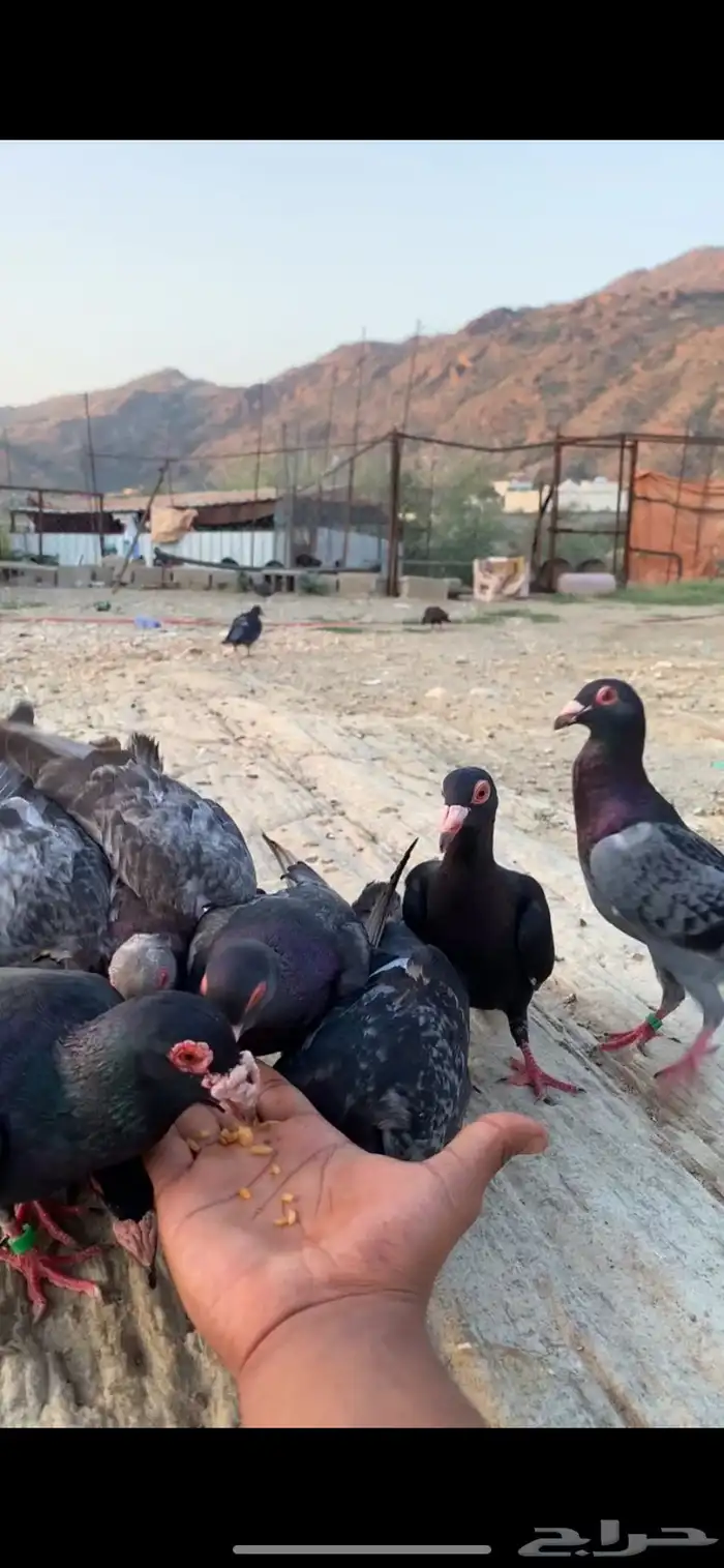 حمام يهودي 4