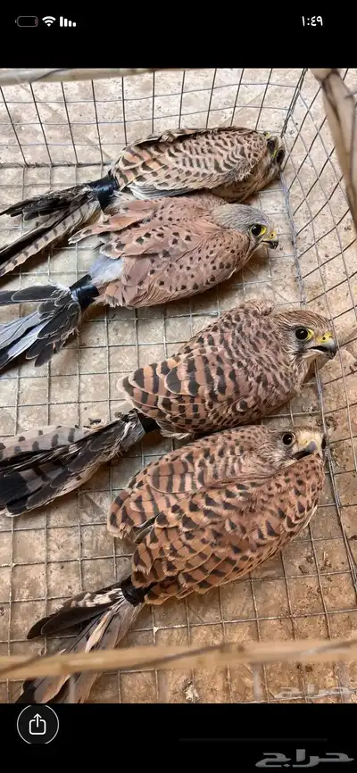 بواشق وحوش index