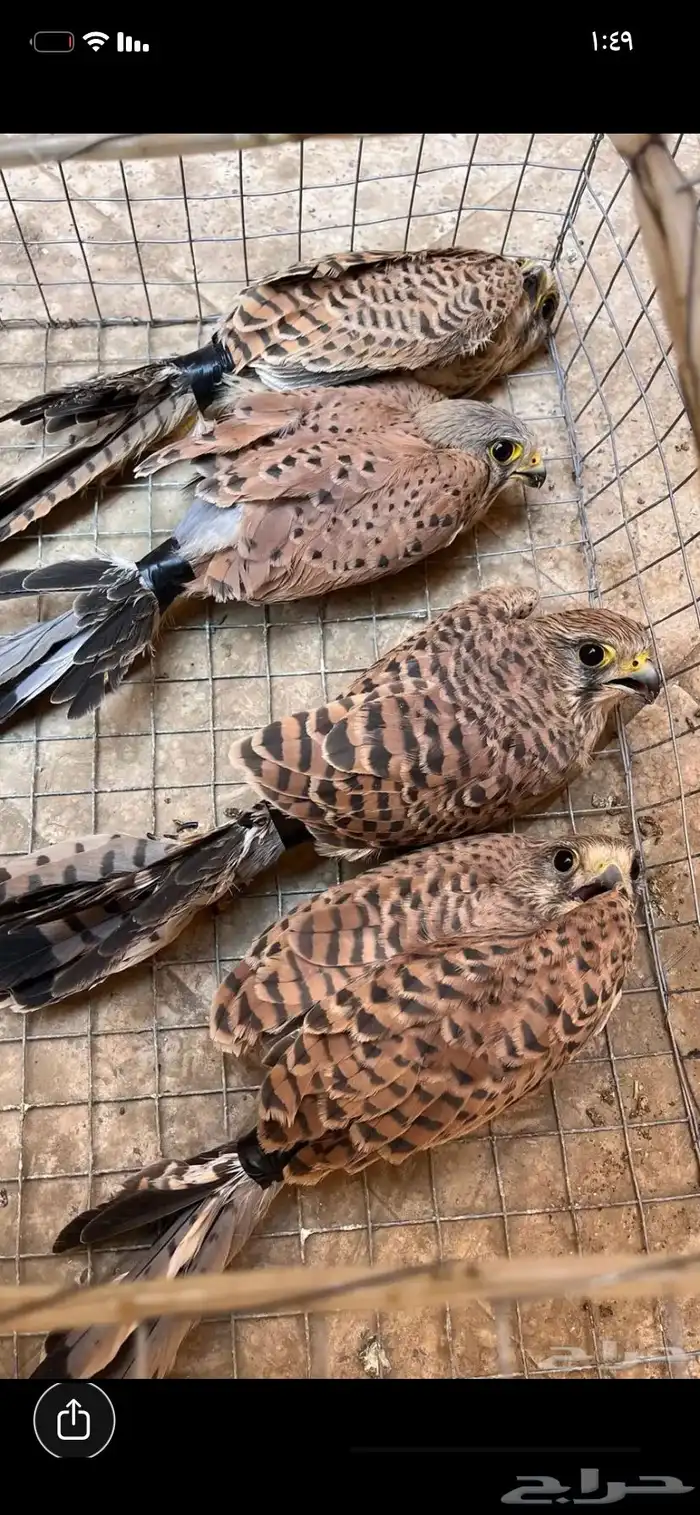 بواشق وحوش 1