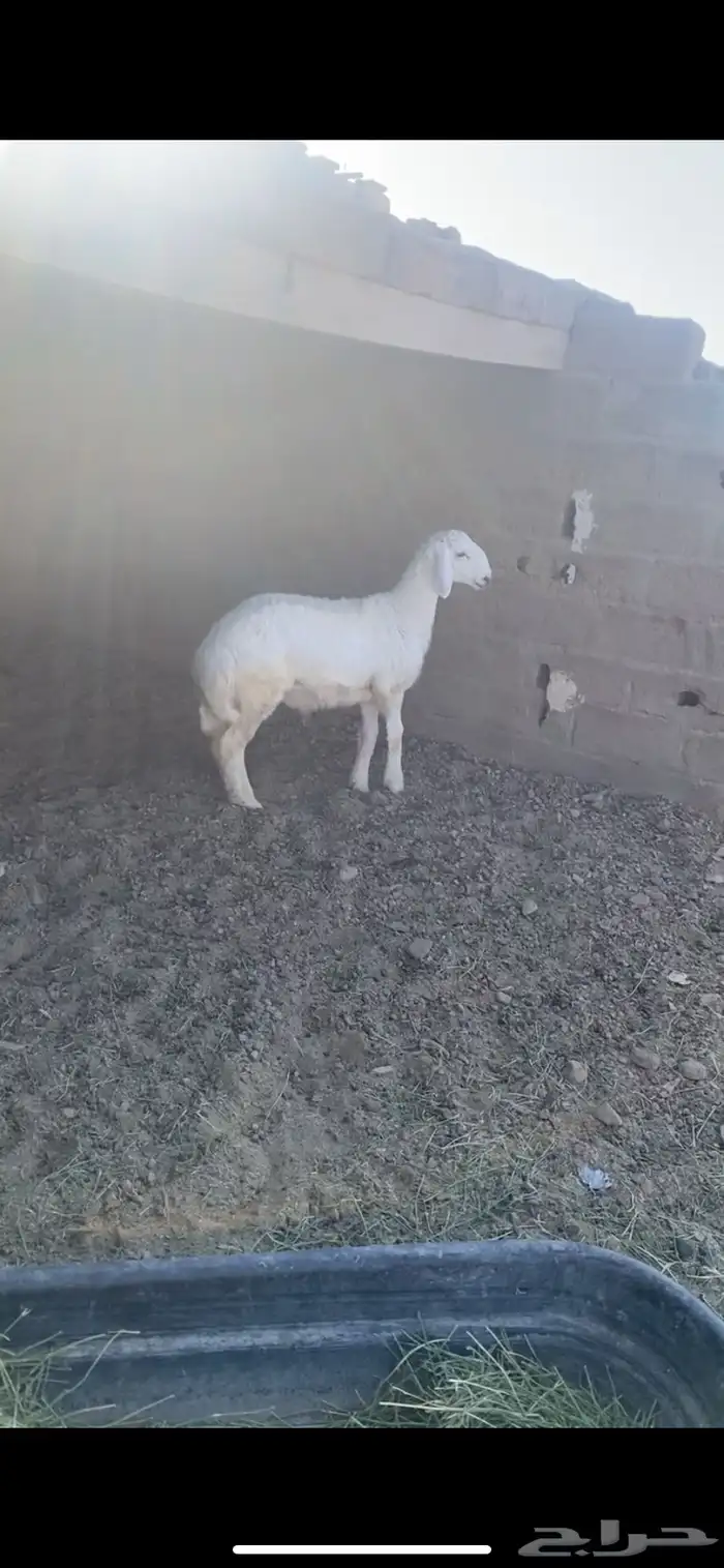 للبيع خروف حري 0