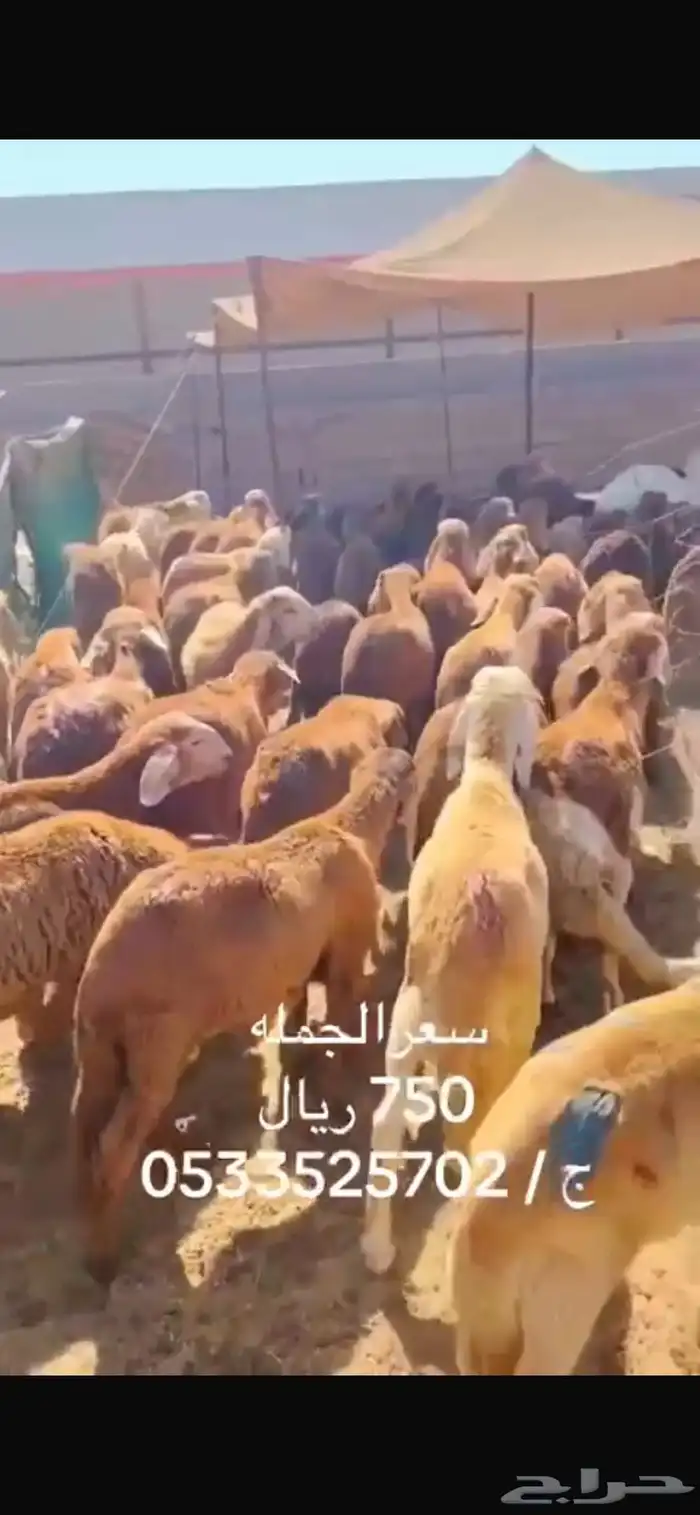 بيع جملة غنم 1